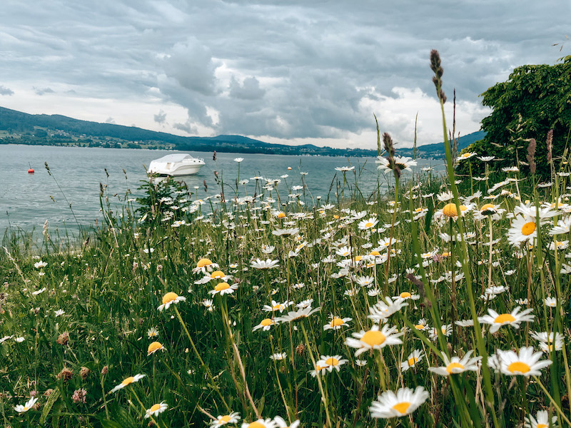 Bild Schönste Badeplätze am Attersee