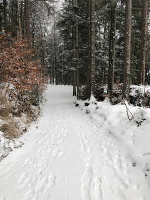 Wanderung Fuschlsee Rundwanderweg Bild 4